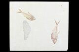 Double Diplomystus Fossil Fish Plate - Wyoming #84223-1